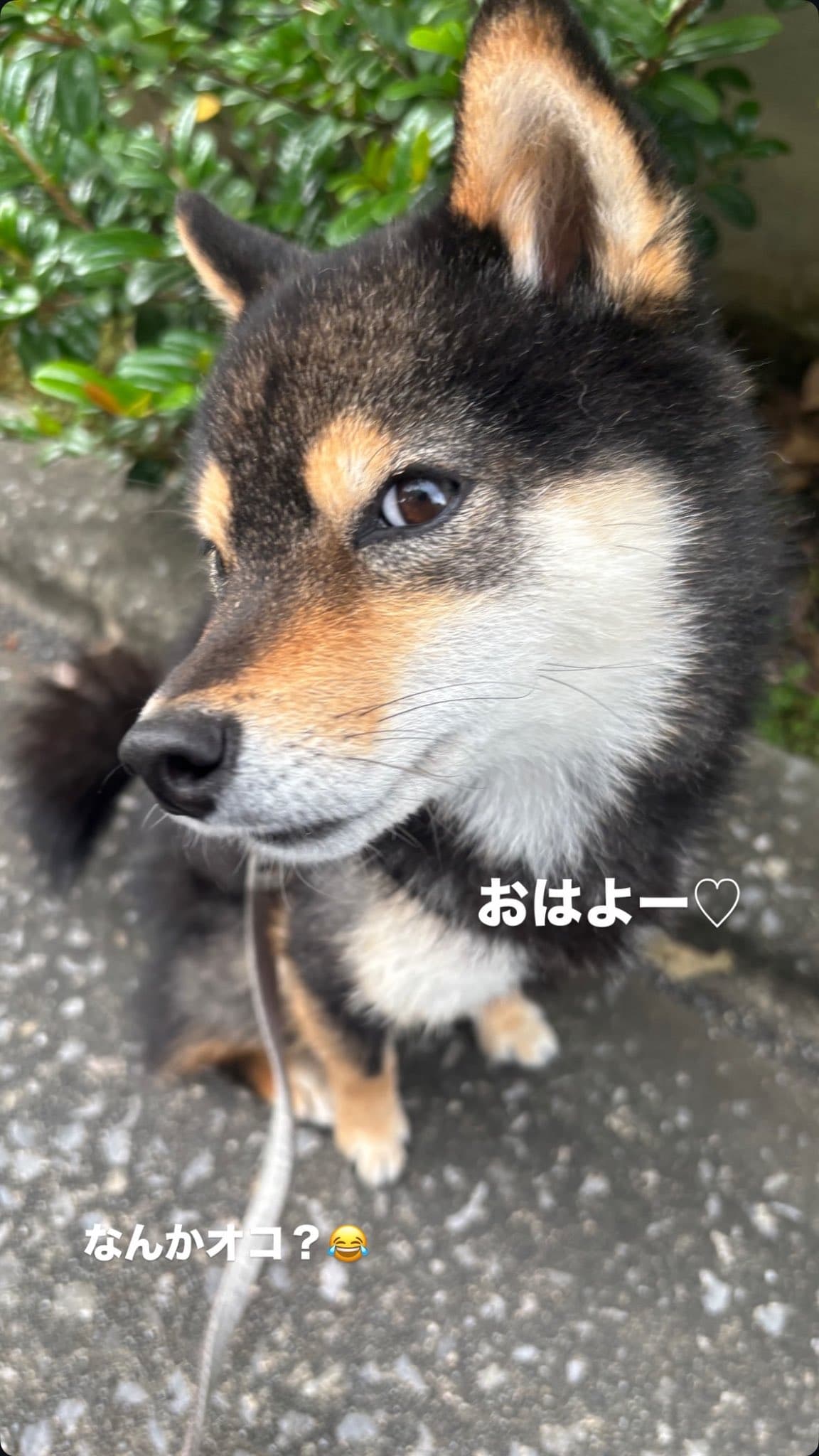 Kotanosuke 4